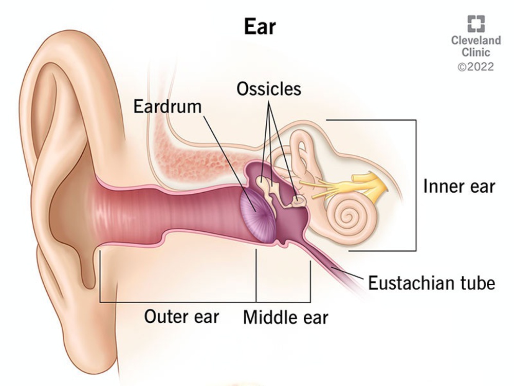 A basic diagram of the regions of the auditory system including the outer, middle, and inner ear.