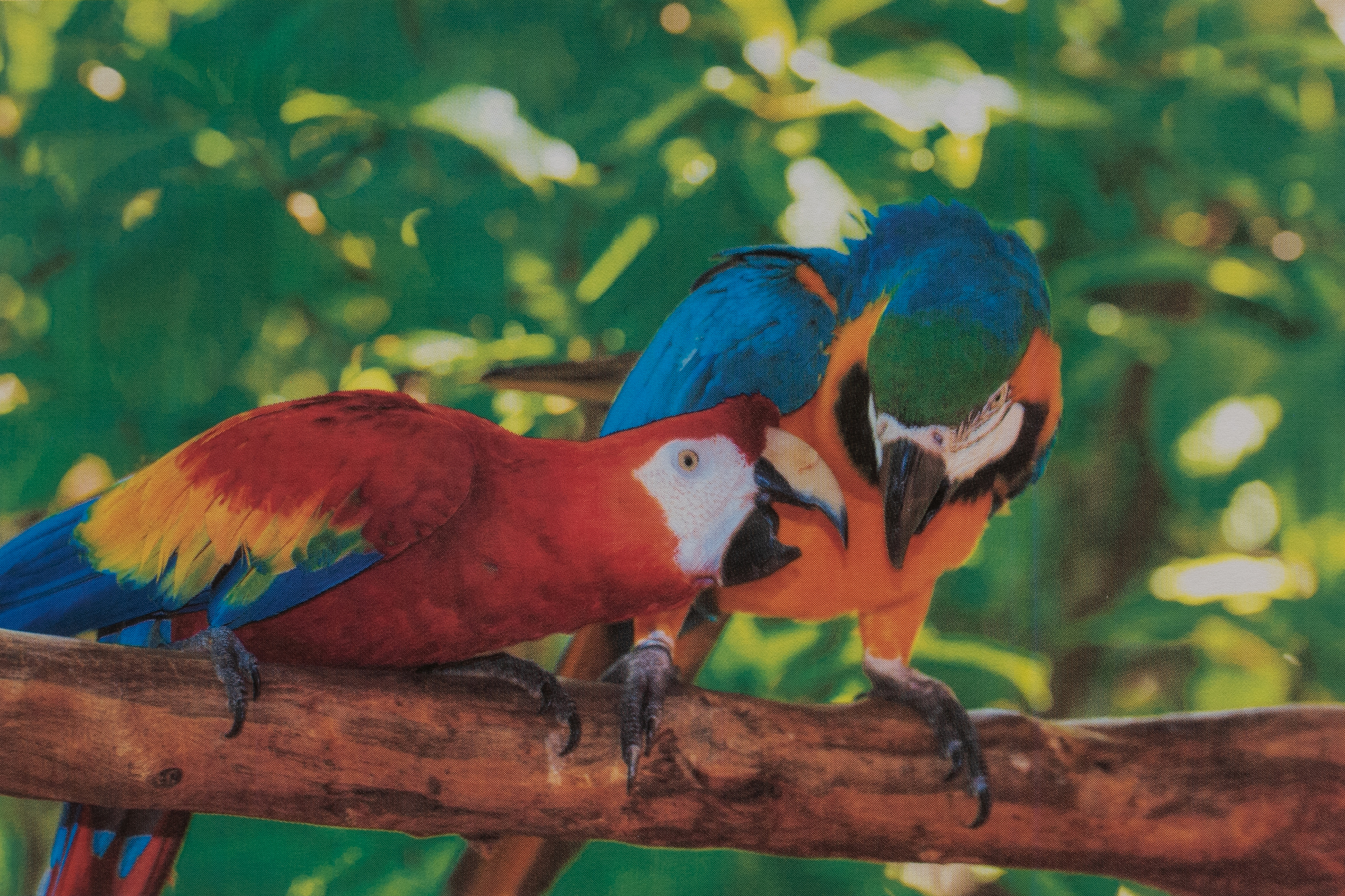 Photo of two parrots on a branch printed with the Brother MFC-L8905CDW.