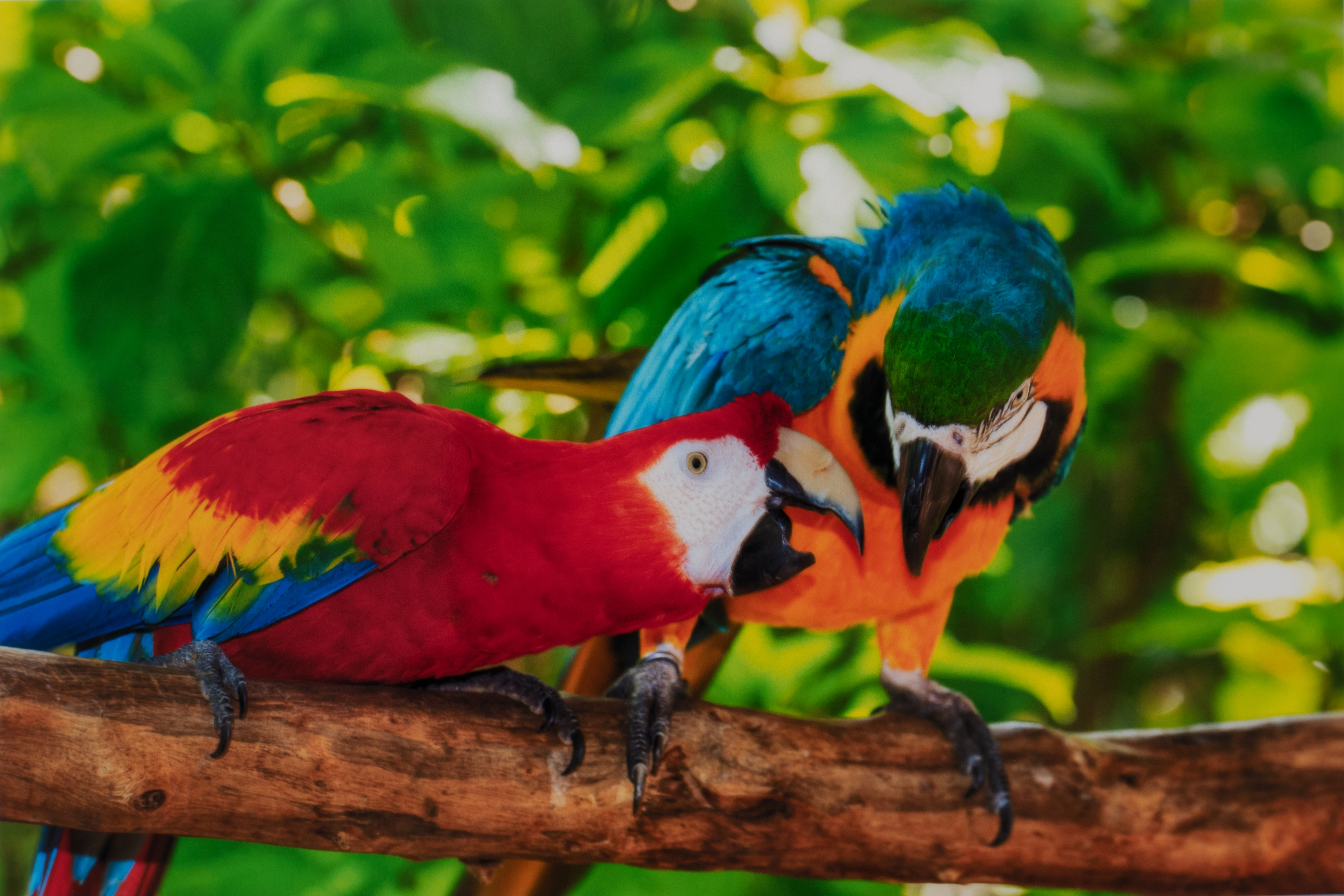 Photo of two parrots on a branch printed with the Epson EcoTank Photo ET-8550.