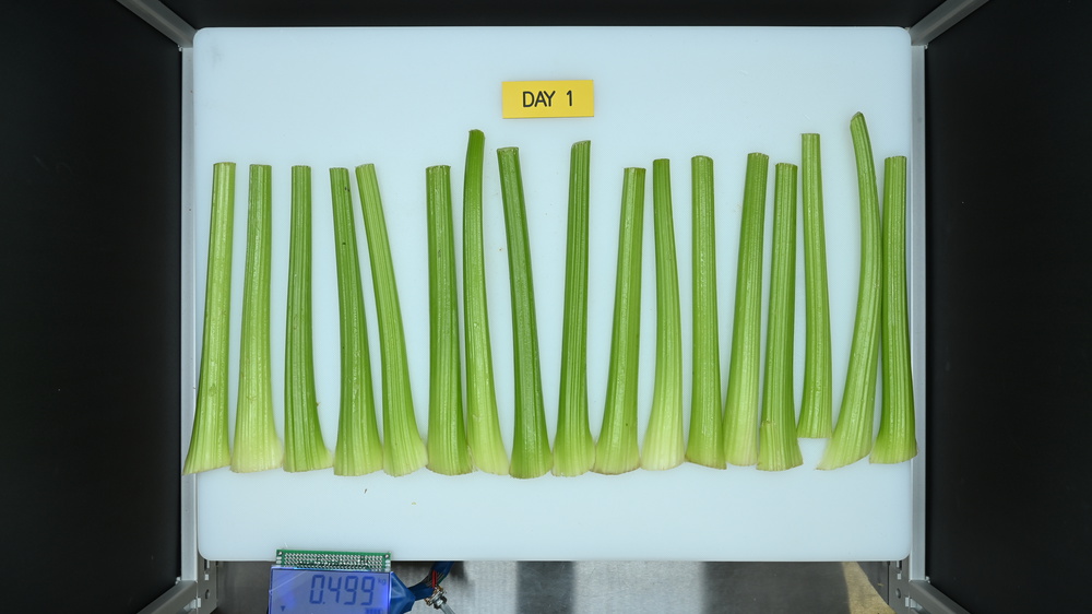Celery stalks inside the Samsung RS27T5200SR at the start of the 96-hour testing process.
