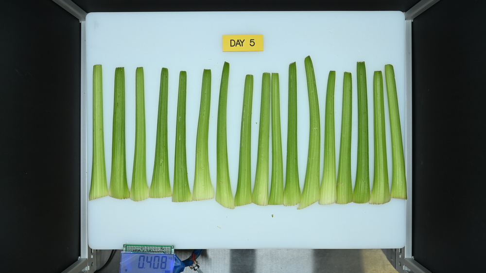 Celery stalks inside the Samsung RS27T5200SR at the end of the 96-hour testing process.